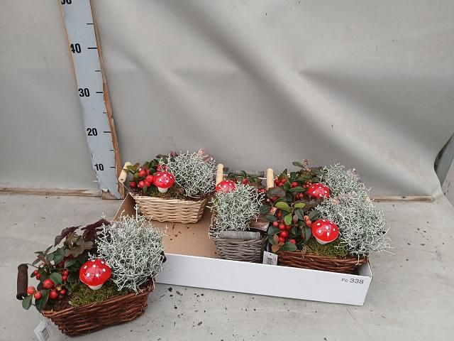 <h4>ARR TUINPLANTEN</h4>