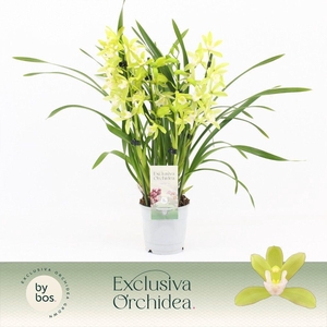 Cymbidium, Mint Source 4-spike 'Exclusiva Orchidea'