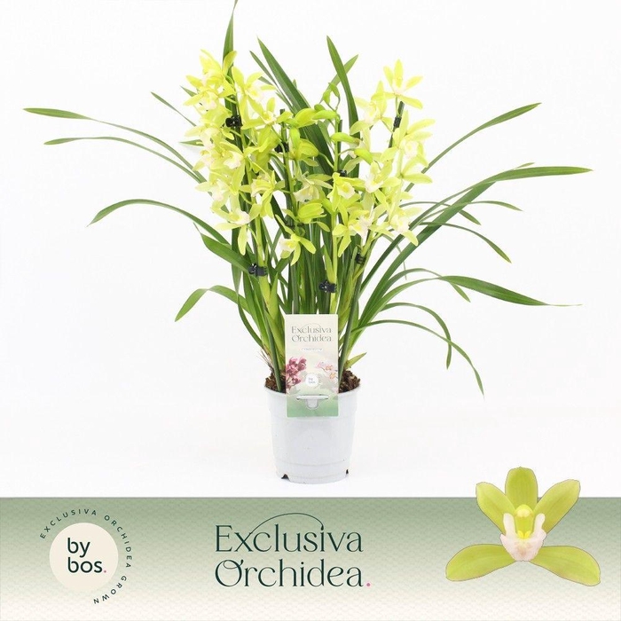 <h4>Cymbidium, Mint Source 4-spike 'Exclusiva Orchidea'</h4>
