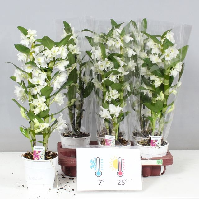 <h4>DENDR N SC APOLLON 2 TAK</h4>