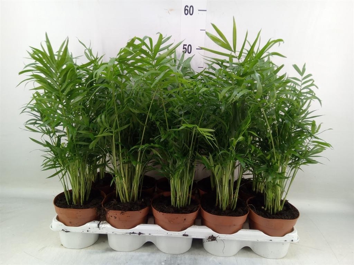 <h4>Chamaedorea elegans</h4>