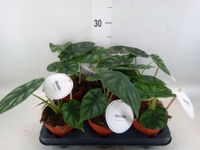 <h4>Alocasia  'Dragon Scale'</h4>