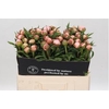 Paeonia Alertie
