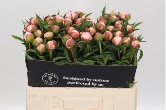 <h4>Paeonia Alertie</h4>