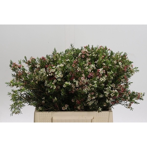 Chamelaucium My Sweet 16