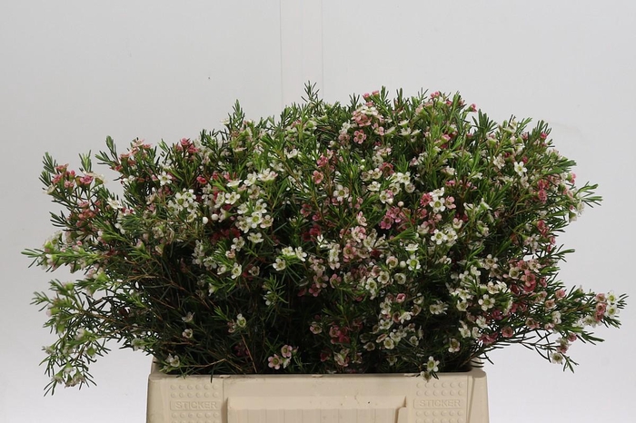 <h4>Chamelaucium My Sweet 16</h4>