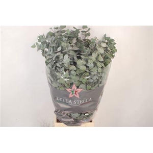 Euc Cinerea Per Bos