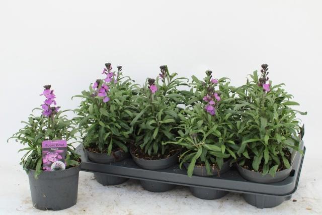 <h4>Erys Bowles Mauve</h4>