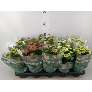 Kalanchoe blos. 'RosDon Collection'