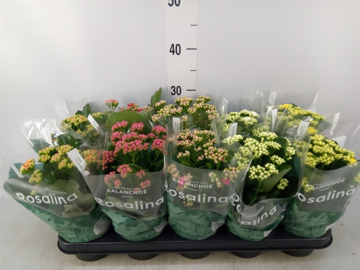 <h4>Kalanchoe blos. 'RosDon Collection'</h4>
