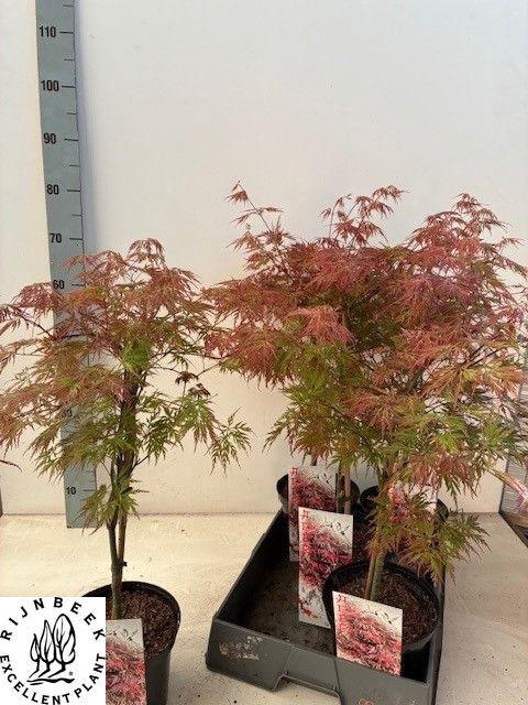 <h4>ACER OV</h4>
