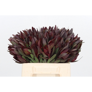 Leucadendron Safari Sunset
