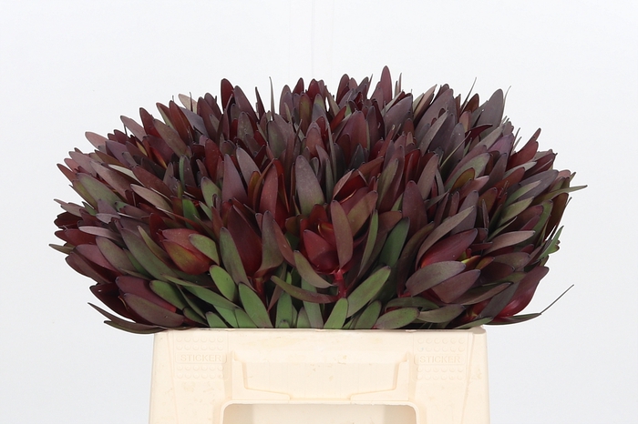<h4>Leucadendron Safari Sunset</h4>
