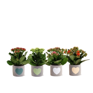 Kalanchoë 4 color mix in Jolijn 3 ceramics