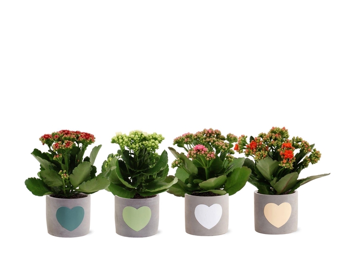<h4>Kalanchoë 4 color mix in Jolijn 3 ceramics</h4>