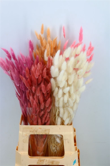 <h4>Dried Lagurus Mix Bunch</h4>