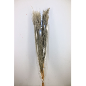 Dried Cortaderia Dadang Grey 110cm