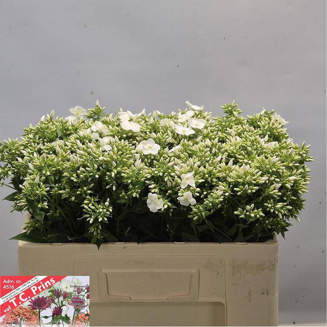 <h4>PHLOX P WHITECAP</h4>