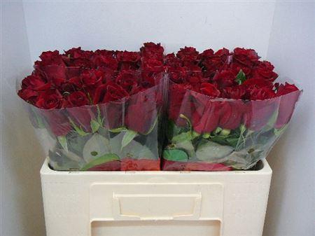 <h4>R Gr Ever Red (excellent)</h4>