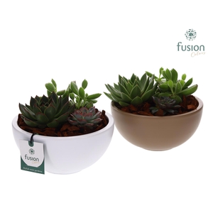 keramiek Moonschaal Medium div. kleuren met Succulenten