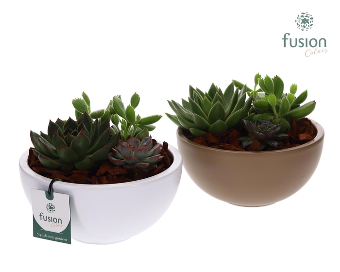 <h4>keramiek Moonschaal Medium div. kleuren met Succulenten</h4>