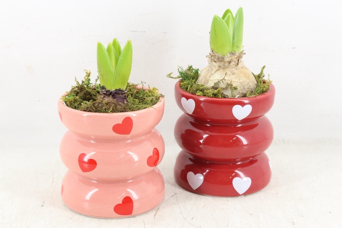 <h4>arr4 Hyacint RN - Happiness hearts</h4>