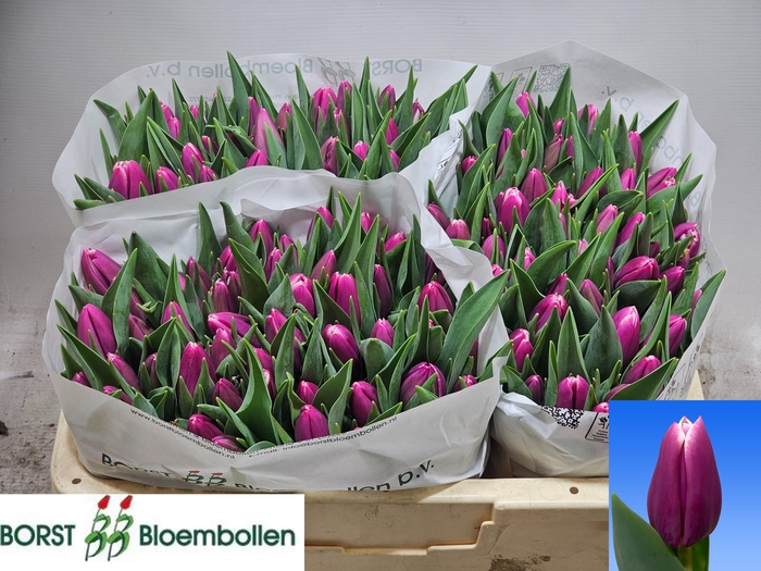 <h4>TU EN ANGELS SHARE</h4>