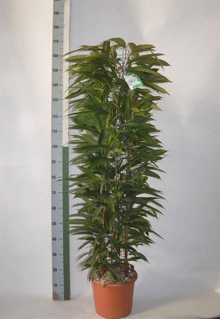 <h4>Ficus binn. 'Amstel King'</h4>