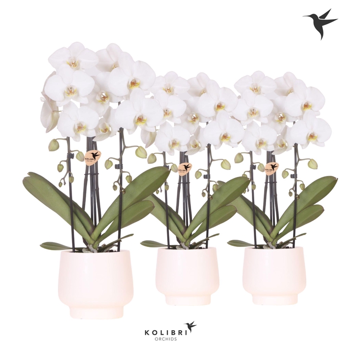 <h4>Kolibri Orchids Phalaenopsis Cascade Niagara Fall white 2 spike in Scandic pot white</h4>