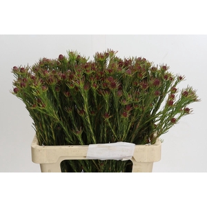 Cape Green Jubilee Crown