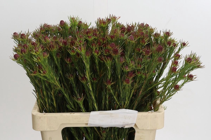 <h4>Cape Green Jubilee Crown</h4>