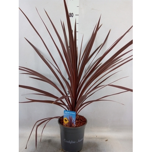 Cordyline austr. 'Red Star'