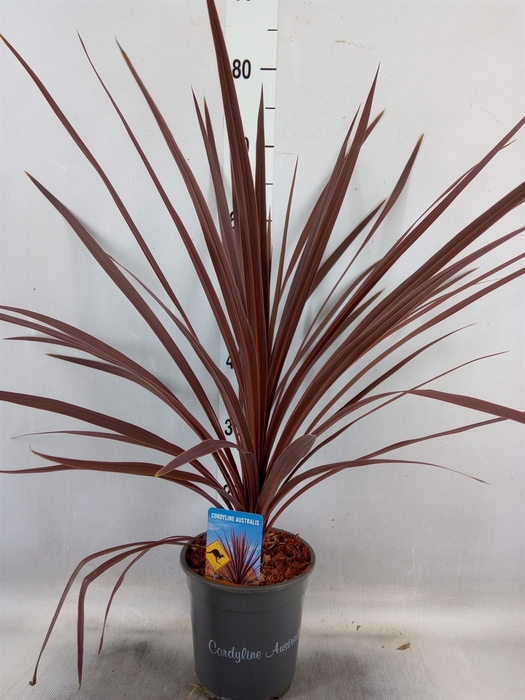 Cordyline austr. 'Red Star'