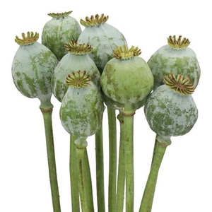 PAPAVER SOMN. ZAADDOZEN