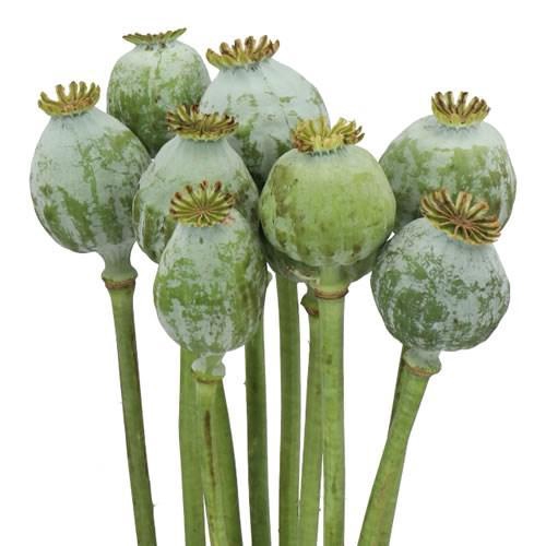 <h4>PAPAVER SOMN. ZAADDOZEN</h4>