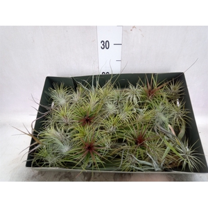 Tillandsia