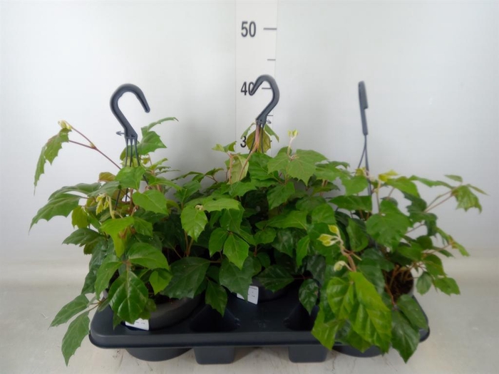 <h4>Cissus rhombifolia</h4>