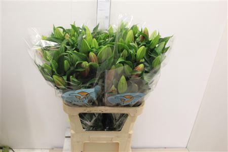 <h4>Li Or Red Dawn</h4>