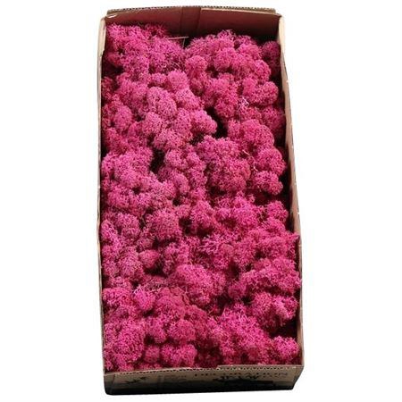 <h4>Ijslandmos (reindeer) Fuchsia</h4>