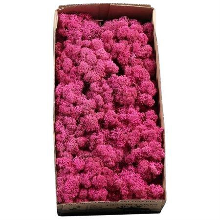 <h4>Ijslandmos (reindeer) Fuchsia</h4>