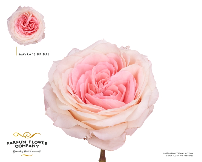 Rosa Garden Mayra s Bridal