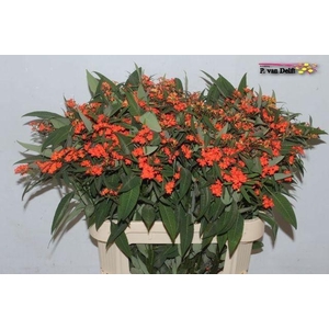 EUPH F T QUEEN ORANG /10