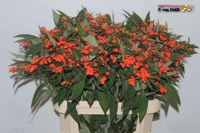 <h4>EUPH F T QUEEN ORANG /10</h4>