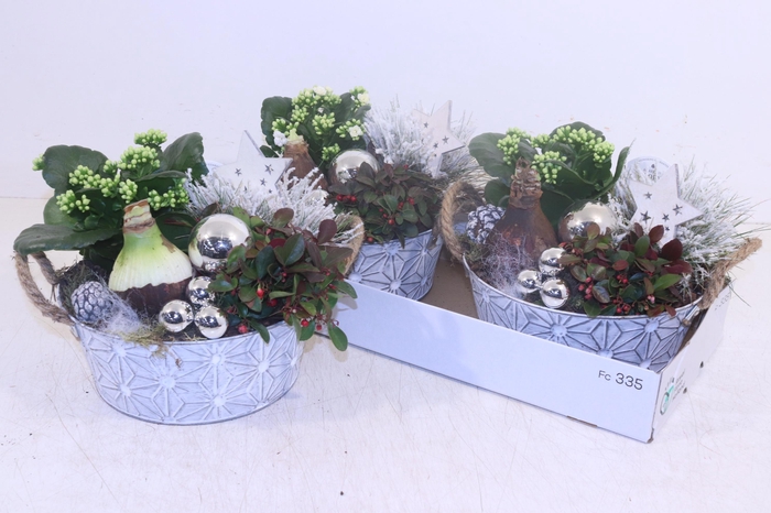 <h4>ARR HIPPEASTRUM</h4>