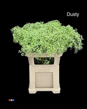 <h4>Gyps Xlence Dusty Green</h4>