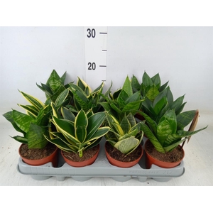 Sansevieria trifa. 'Hahnii'