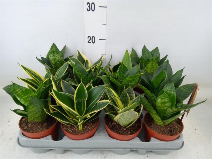 <h4>Sansevieria trifa. 'Hahnii'</h4>