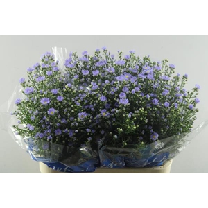 Aster Cassandra(milka)80/45
