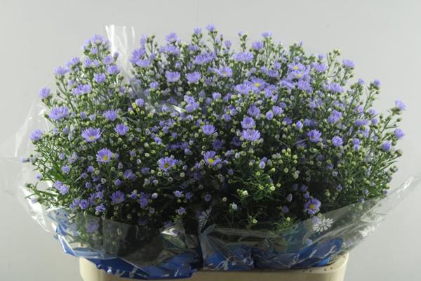 <h4>Aster Cassandra(milka)80/45</h4>