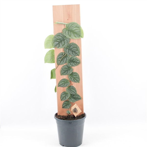 <h4>Monstera Dubia</h4>